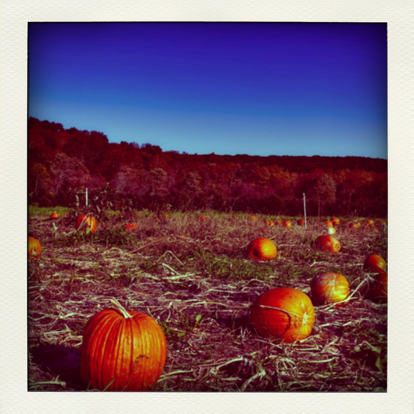 Pumpkin Farm 1