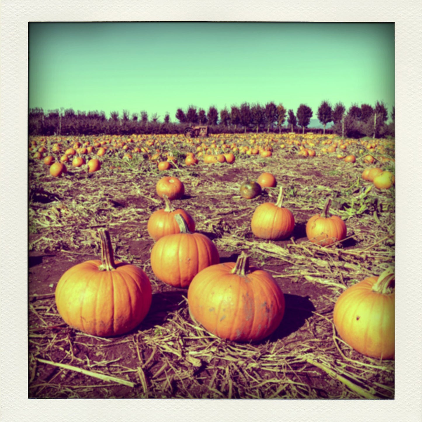 Pumpkin Farm 2