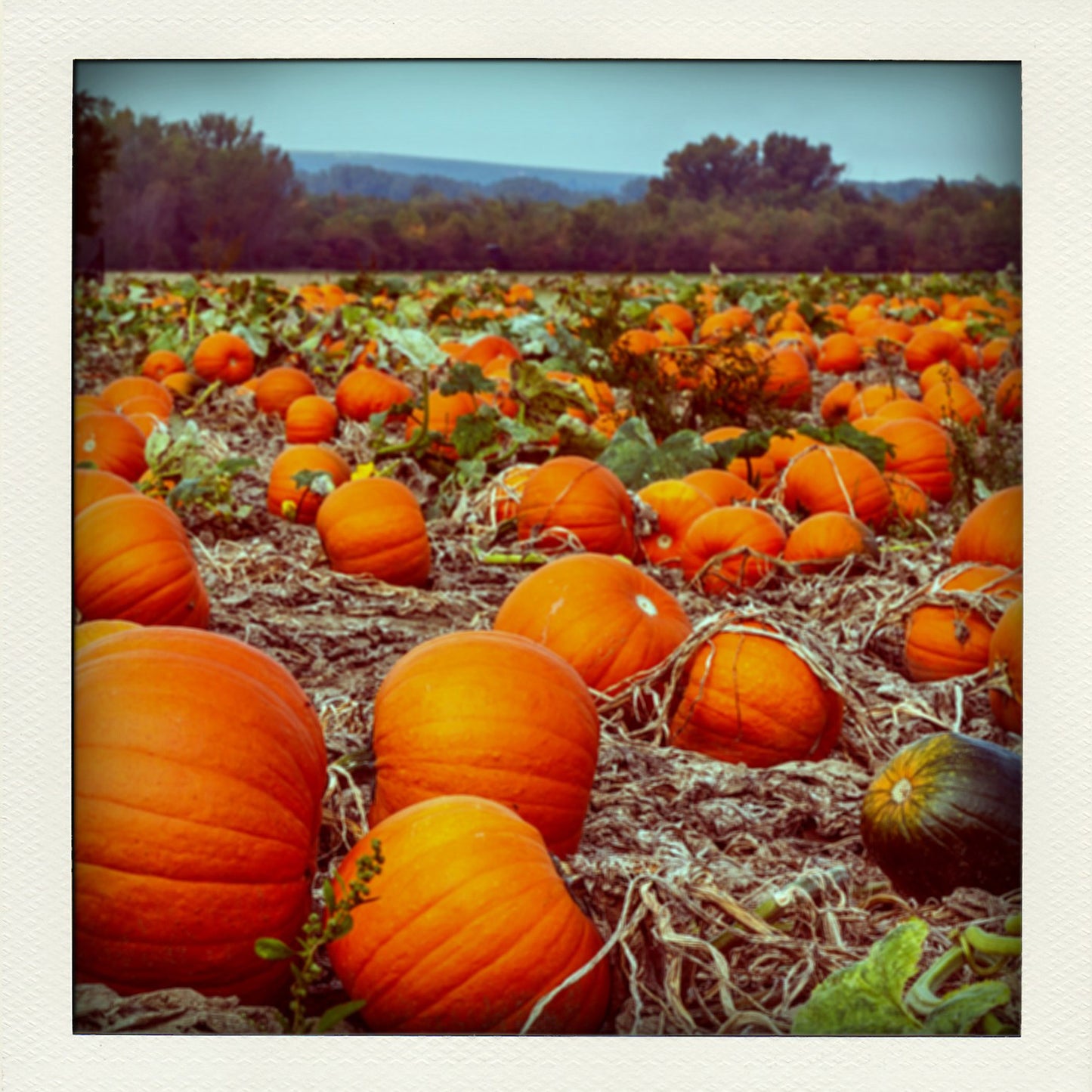 Pumpkin Farm 3