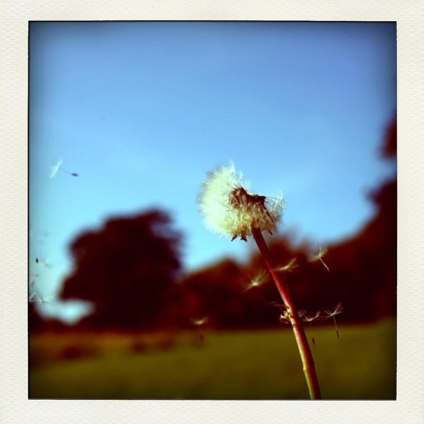 Dandelions and Daisies 1