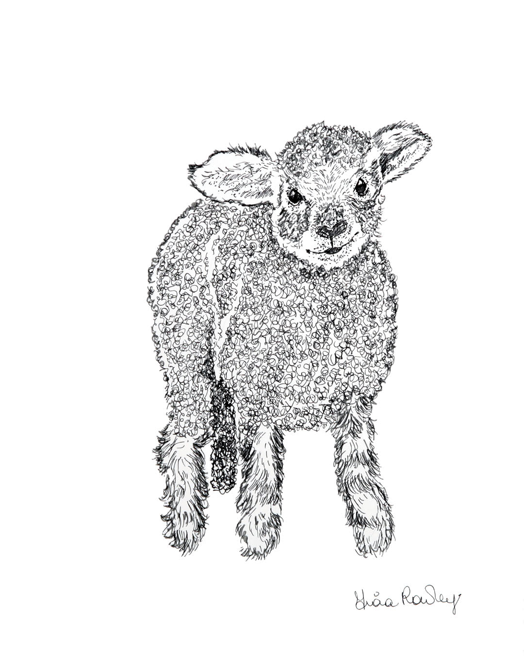 Lamb