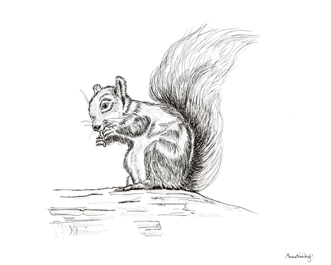 Red Squirrel
