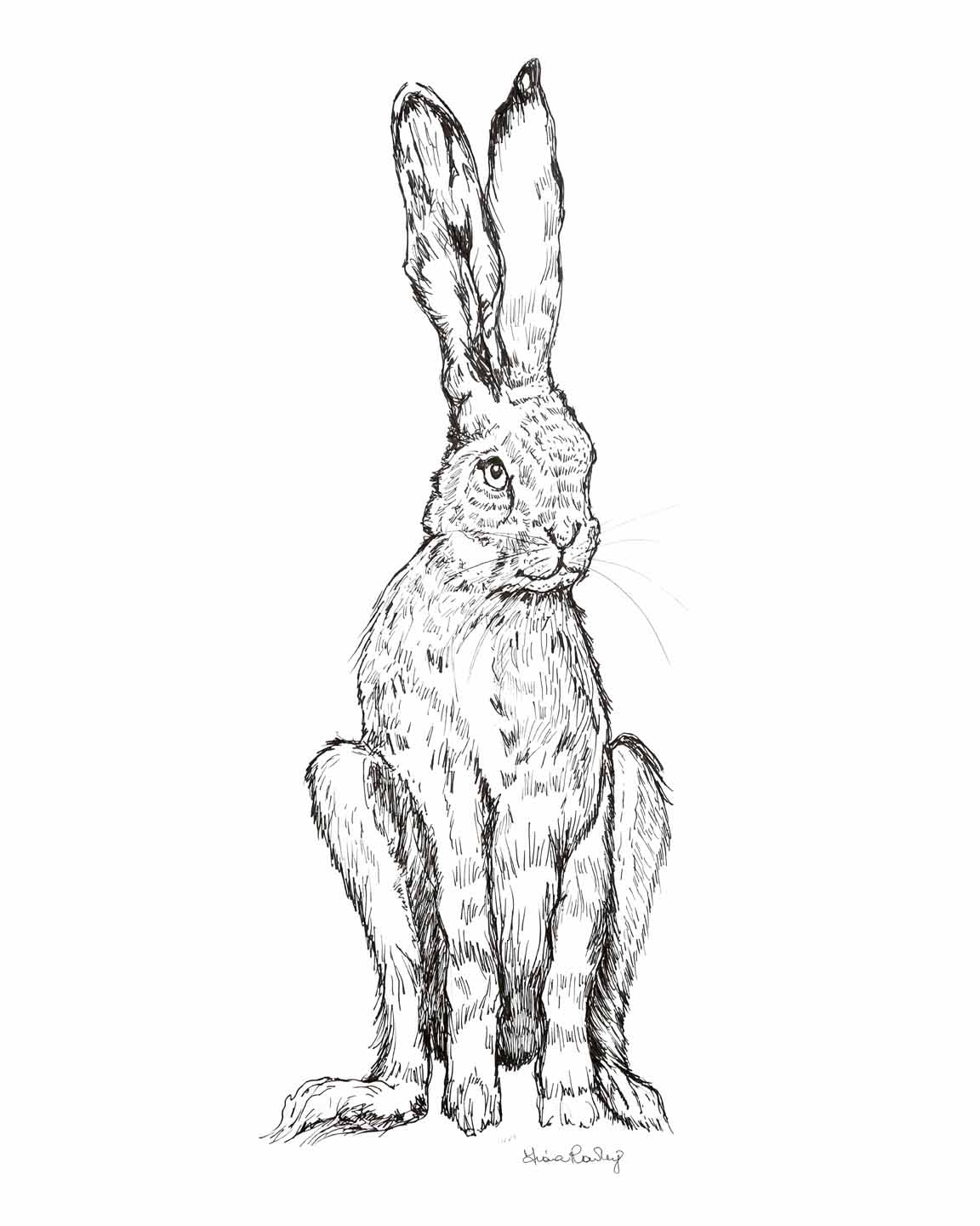 Hare