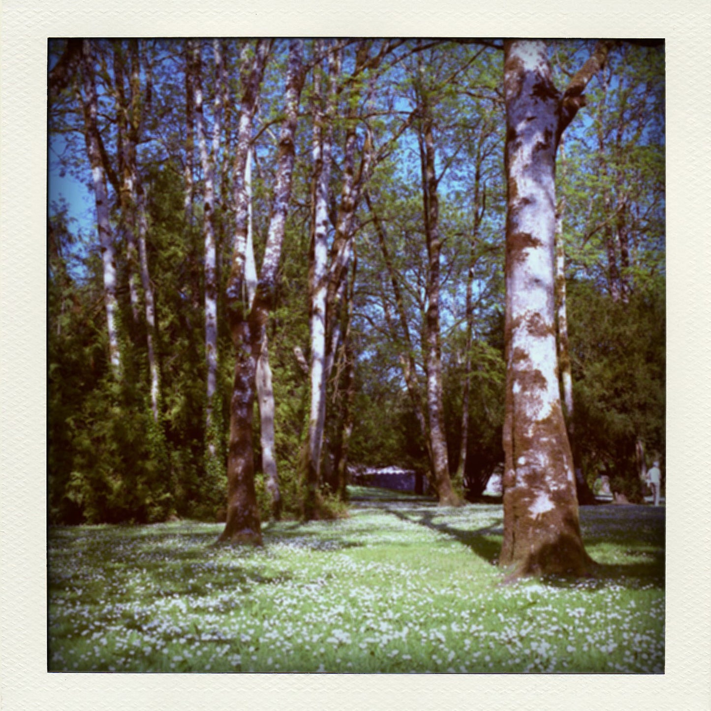 Dandelions and Daisies 2